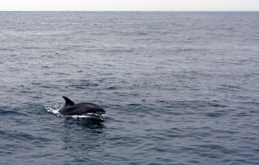 Dolphin at sea