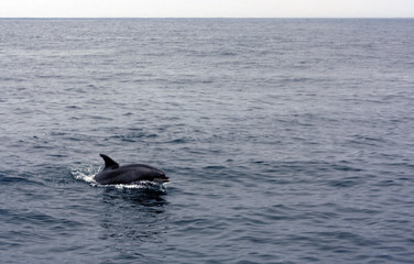 Obraz premium Dolphin at sea