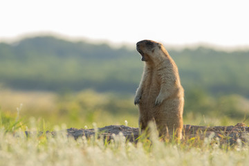 Marmota bobak stands on its hind legs near the burrow and whistles. It's like he's singing. Beautiful morning light. A life-size portrait of the animal. The background is blurred.