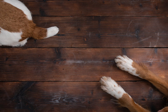 Flat Lay Dog. Paws On Wooden Background For Design