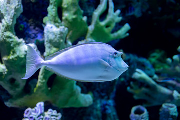 Naklejka na ściany i meble Bluespine Unicornfish captured at Antalya aquarium