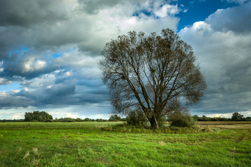 Obraz premium Large tree without leaves growing on a green meadow