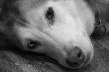 Husky Lay and Look Black and White