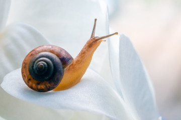 cute little snail sitting on a white flower