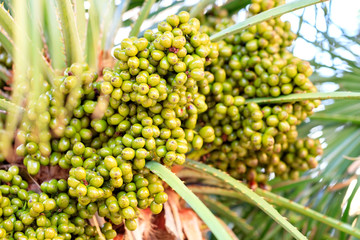 Fruits of green dates grow on a palm tree in the morning light close-up.