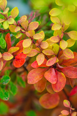 dark red bush leaves on blurred background 