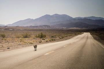 Fototapeta na wymiar tired of the heat, the coyote is on the road in America