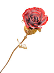 red metal rose isolated on white background