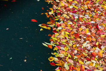 水に落ちた桜の落ち葉