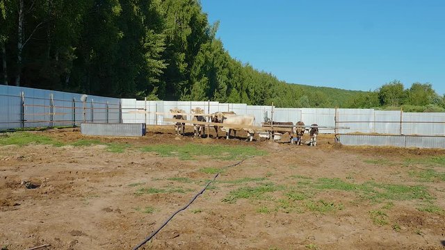 A herd of cows is basking in the sun in a big cattle-pen on a farm. It's a warm summer day, the sky is blue; there is a green pine forest behind the fence. A great concept for organic dairy products.
