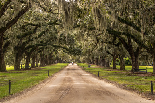 Eichenallee der Boone Hall Plantation