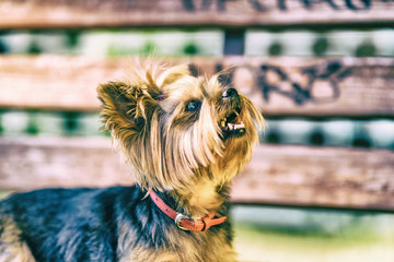 Yorkshire terrier in the park. Photographed in high-key.