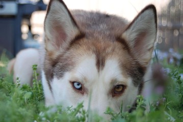 Husky Stare 1