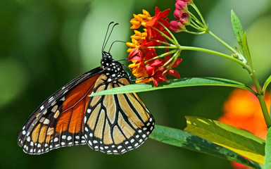 Monarch Butterfly and Matching Flower
