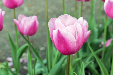 Blooming tulip in the park, in the natural environment, spring