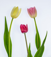 Naklejka premium Tulipany na białym tle