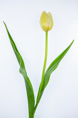 Fototapeta premium Tulip on White