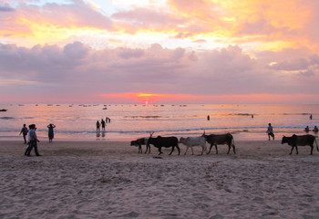 Fototapeta na wymiar India, Goa. Beautiful, magical sunset on the sea. Sacred cows and people walk along the beach
