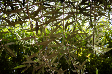 Fototapeta premium Olive leafs in forest spring season