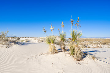 Fototapeta na wymiar White Sands National Park in New Mexico