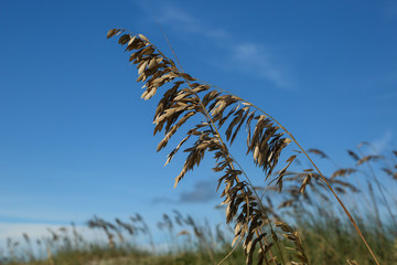 Sea Oats Close-Up in Jacksonville Beach, Florida