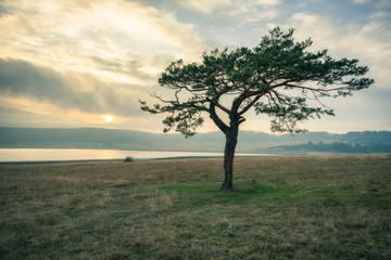 Beautiful Isolated Single Tree in Nature Wild Landscape Sunset near mountain lake with a Foggy Mist