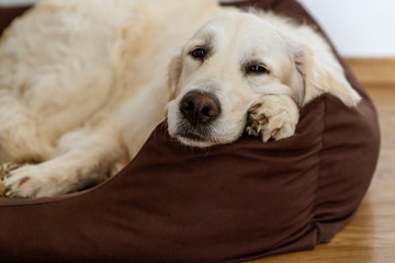 Obraz premium Cozy golden getriever dog napping on the dog bed.
