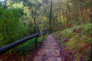 bosque escalera camino