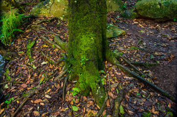 raices arbol