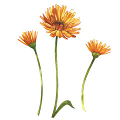 Calendula or daisy flower.Watercolor botanical illustration. Good for cosmetics, medicine, treating, aromatherapy, nursing, package design, field bouquet. Hand drawn wild hay flowers. - obrazy, fototapety, plakaty