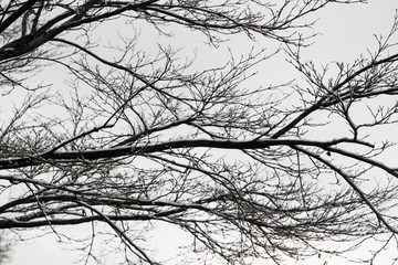 Winter Branches Coated in Snow in Tulsa, Oklahoma