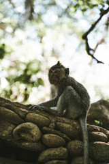 Naklejka na ściany i meble Affe auf einem Stamm monkey wild