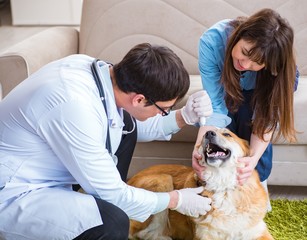 Vet doctor visiting golden retriever dog at home