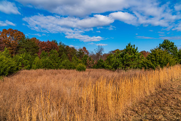 Autumn Landscape with Trees and Grass