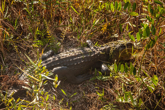 Alligator im Okefenokee Swamp