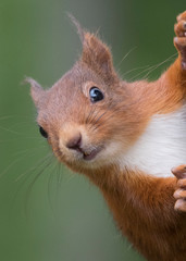 Ecureuil roux (Sciurus vulgaris), Portrait de face