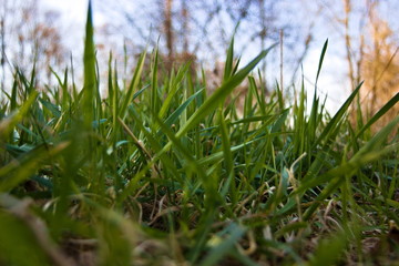 Obraz premium Spring time concept - Fresh green grass with selective focus and blue sky at the edge of a forest