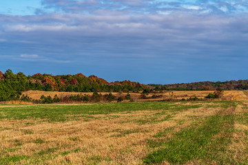 Fototapeta premium landscape with wheat field and blue sky