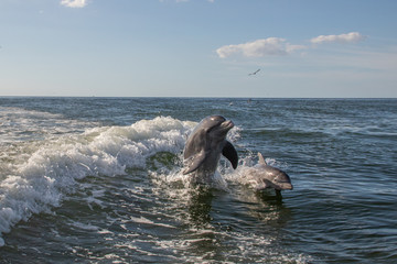 Delfine in Florida © Boris