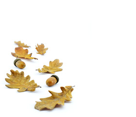 Autumn composition. Dried leaves, acorns on a white background. Autumn, fall, thanksgiving concept. Copy space.