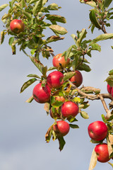 Beautiful Red Ripe Apples on the three waiting to be Harvested