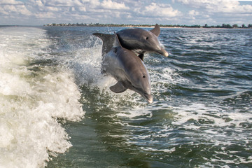 Delfine in Florida