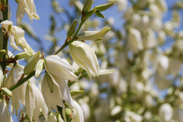 Białe kwiatki