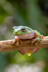 Green tree frog