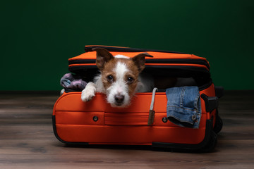 dog peeks out of a suitcase. Jack Russell Terrier is about to travel.