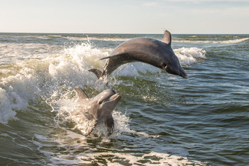 Delfine in Florida
