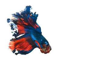 Multi color Siamese fighting fish.Multi color fighting fish isolated on white background.