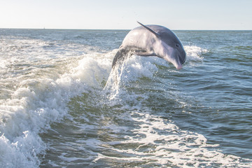 Delfine in Florida