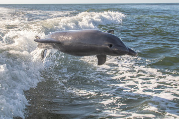 Delfine in Florida