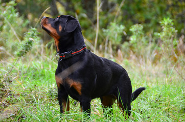 Rottweiler puppy (6 months old) standing in green flied